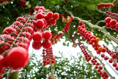 Low angle view of christmas tree