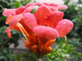 Close-up of wet red rose flower