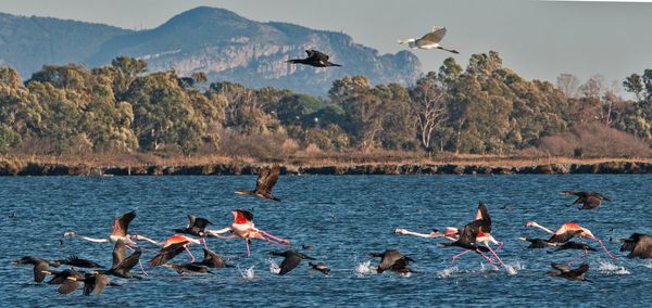 Birds flying over sea