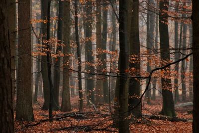 View of trees in forest