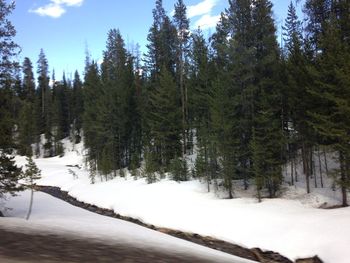 Snow covered trees in forest