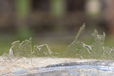 Close-up of frozen plant
