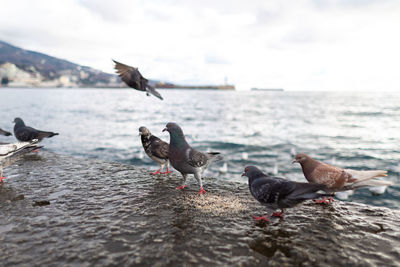 Flock of seagulls on beach