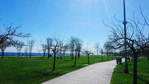 Trees on grass against blue sky
