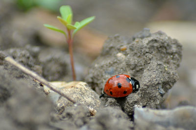 Close-up of ladybug on rock