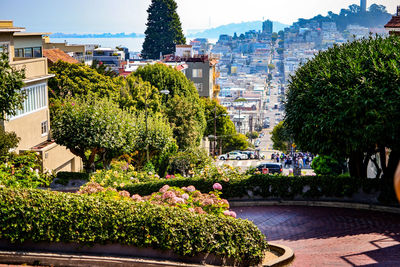 Plants growing in city against sky
