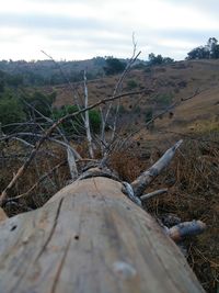 Driftwood on field against sky