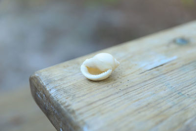 Close-up of seashell on wooden table