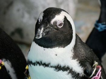 Close-up of penguin