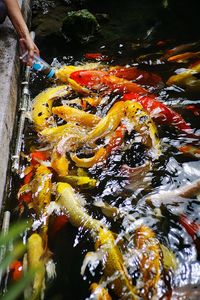 High angle view of koi fish in water