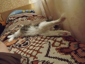 Close-up of cat relaxing on bed at home