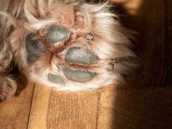 Dog's paw with claws on wooden floor selective focus. the hind leg nails. pets grooming, treatments 