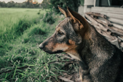 Close-up of dog looking away on field