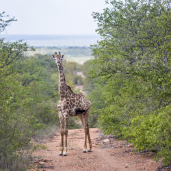 Giraffe standing on dirt road amidst plants