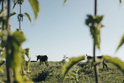Horses in a field