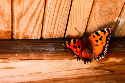 Close-up of butterfly on wood