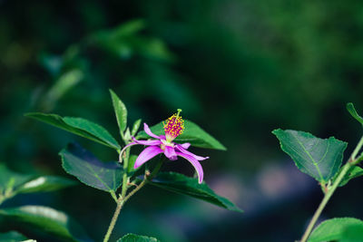 Close-up of purple flowering plant