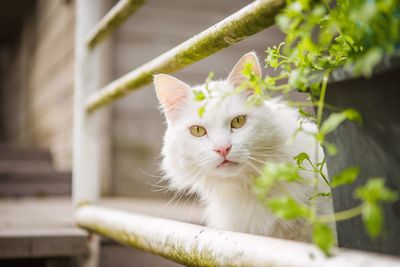 Close-up portrait of cat