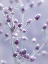 Close-up of plant