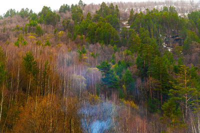 Scenic view of lake in forest