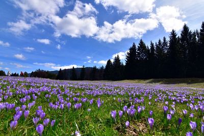 Crocuses growing on field against sky