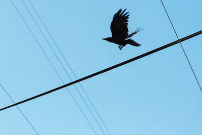 Low angle view of eagle flying against clear sky