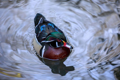 A wood duck in silver water