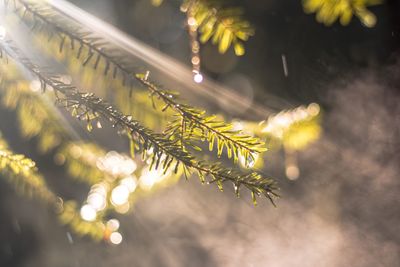 Close-up of leaves on plant