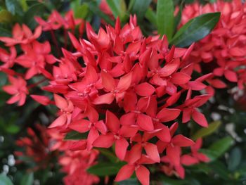 Close-up of red flowering plant