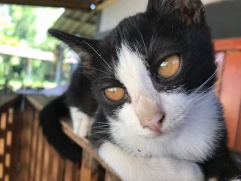 Close-up portrait of a cat