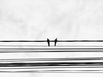Monochrome photo of two birds sitting on cable lines
