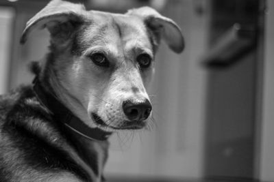 Close-up of dog looking away