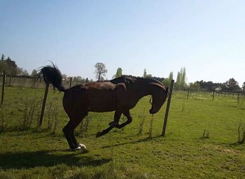 Horse grazing on field against clear sky