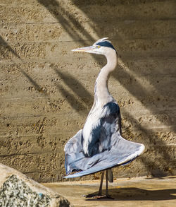 View of seagull on sand