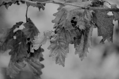Cropped image of oak tree branch