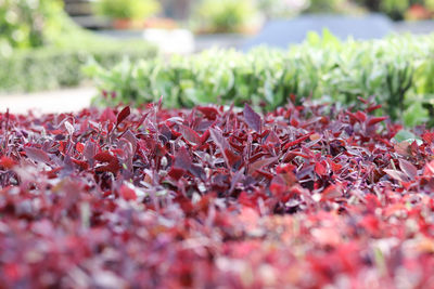 Close-up of autumn leaves on field