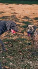 Dog running on field