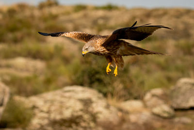 Bird flying over rock