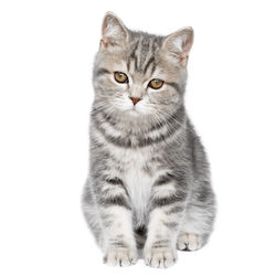 Portrait of tabby cat against white background