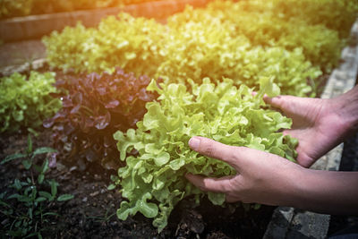 Midsection of person holding vegetables