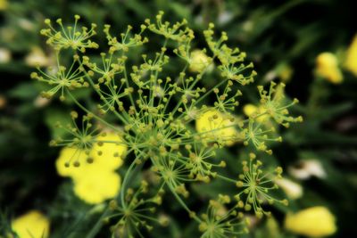Close up of yellow flower