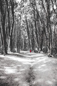 Man walking on road along trees