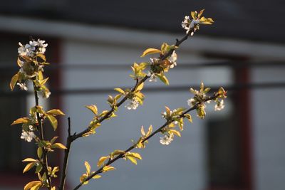 Close-up of cherry blossoms in spring