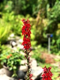 Close-up of red hibiscus blooming outdoors