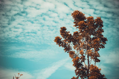 Low angle view of flowering plant against sky