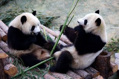 Pandas eating bamboo in zoo