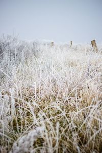 Close-up of flowers growing in field