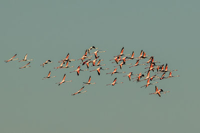 Low angle view of flamingos flying against clear sky