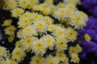 Close-up of yellow flowering plants