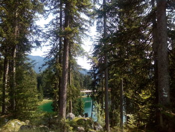 Pine trees in forest